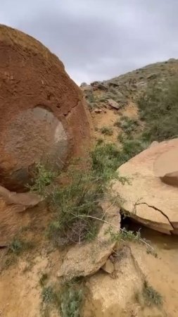 Сферические камни Актау — это окаменевшие плоды гигантских деревьев