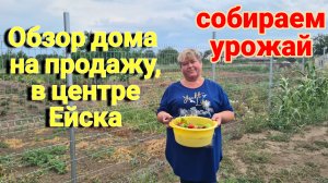 Мой дом у лимана. Обзор дома на продажу. Александровка, собираем урожай. Лечо и закуска Южная.