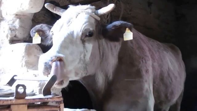 Животные с Самыми Длинными Языками. Топ 10 смотреть онлайн