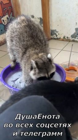Еноты очень любят воду)