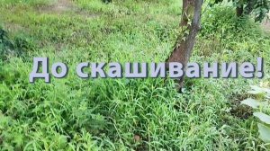 скосить траву до и после