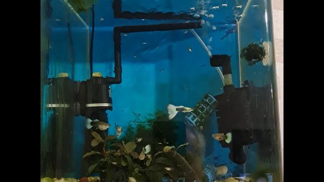 Мальки гуппи Канадцы. смотреть онлайн