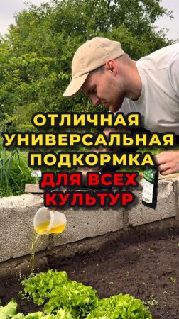 ПОЧКИ РОСТОЧКИ