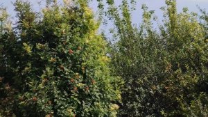 Деревья под окном, жизнь в деревне