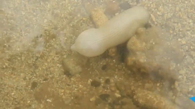 Вот Почему Эти Черви Самые Красивые и Самые Необычные смотреть онлайн