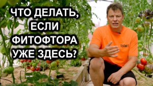 ФИТОФТОРА АТАКУЕТ! Мой ГОРЬКИЙ ОПЫТ отказа от профилактики и СРОЧНЫЙ ПЛАН СПАСЕНИЯ томатов био!