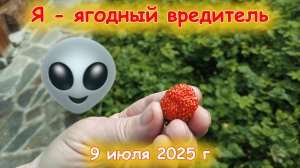 Последние ягоды доедаю 9 июля 2025 г