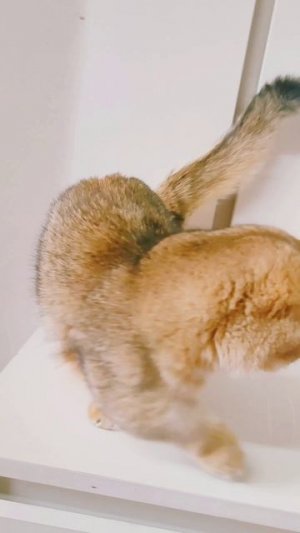 1000010713.mp4