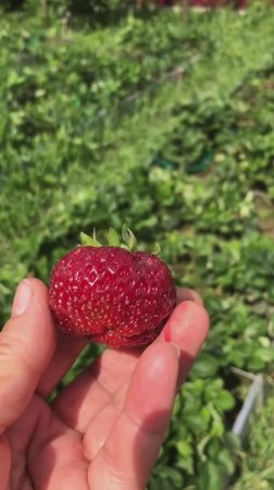 Деревенские будни 🧄,  🍓,  🐝, Альфушка и Масик