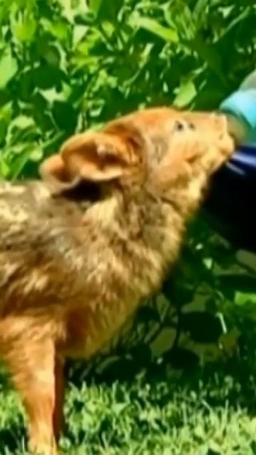 Пуду — самый маленький в мире олень. Самые маленькие животные #shorts смотреть онлайн