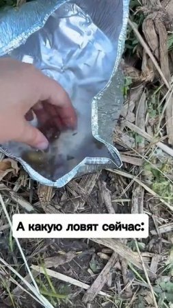 Жиза…