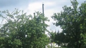 Аист в Огороде и в Небе. Прекрасный Полёт.