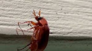 Интересный жук из семейства пластинчатоусых (Scarabaeidae). Забавный, милый и безобидный.