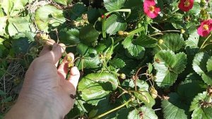 КЛУБНИКА ТРИСТАН