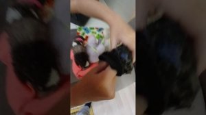 жизнь лабубу часть 1