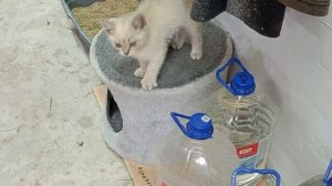 играем с котом мяуууу