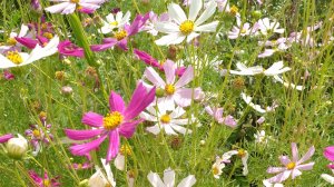 цветник у дома