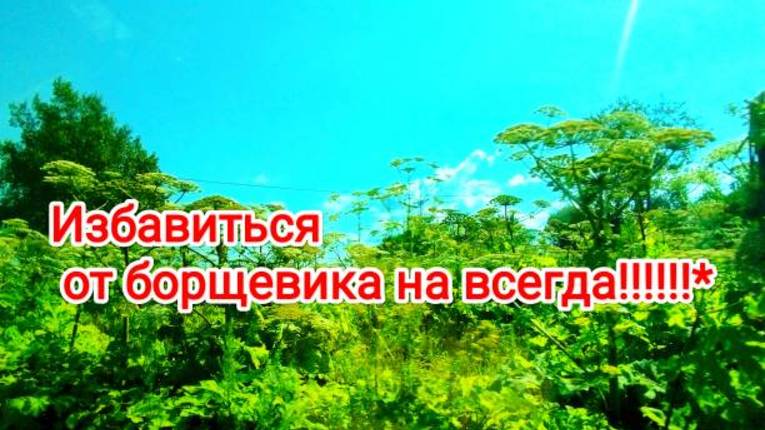 Борщевик Сосновского катастрофа ли