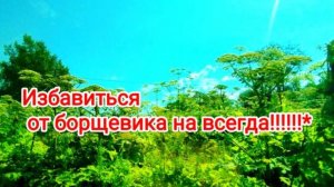 Борщевик Сосновского катастрофа ли