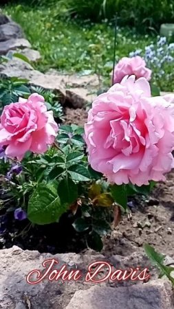 Первое цветение розы Джон Дэвис в Сибири.