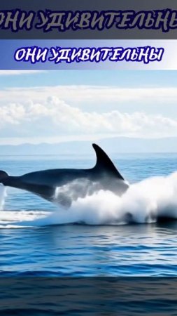 🐋День китов и дельфинов🌊  (23 июля)