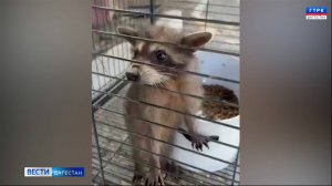 Специалисты Минприроды Дагестана спасли енота, которого держали в неволе