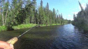 В тайгу за ХАРИУСОМ.