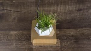 🌳 Волшебство в вашем доме: левитирующий цветочный горшок, который покорит ваше сердце!
