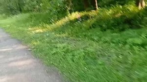 Павловский парк в видео