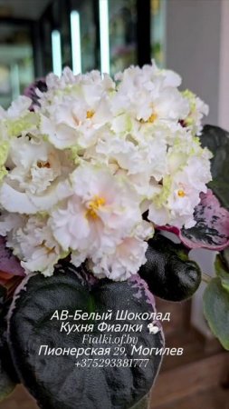 🐇🍒🍒АВ-Белый Шоколад - дебютирует у нас. Пока сохраняя зелёный рюш и полностью не расскрасившись