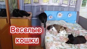 Веселые кошки.