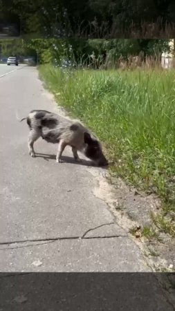 🐖Грустный и одинокий маленький поросёнок бегает по Балашихе🐖
