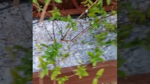 WhatsApp Video 2025-07-23 at 10.25.13 (1)