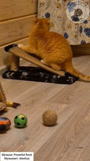 игрушки для кошек