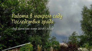 Что можно сделать в саду между ливнями. Град и его последствия / vlog дача как есть 20.07.2025