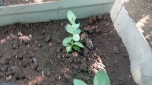 Эустома в теплице скоро зацветëт #эустома#цветы#цветынадаче