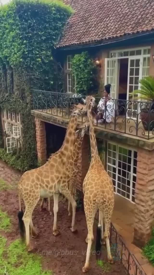 Кения, Найроби. Гостевой дом Voigtland - «Усадьба жирафов». смотреть онлайн