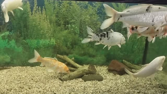 прогулка по зоопарку