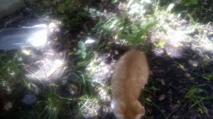 Наглая рыжая м.