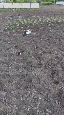 Огородники, как они есть 👆😁