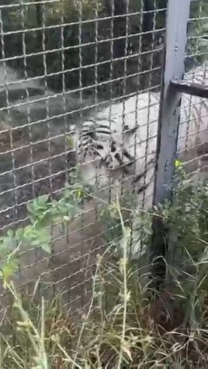 Душ для белых тигров Парк львов Тайган