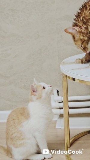 Котовыдра Часть вторая