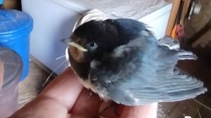 Деревенская жизнь / ласточка в руках / чистка у кур.