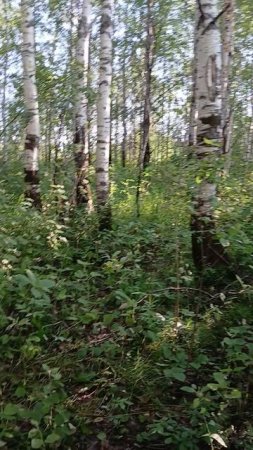 Инструкция по использованию моих бесед