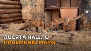 Лисята нашли приемную маму – история из зоопарка Гродно