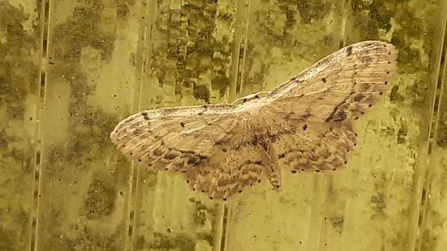 Пяденица малая половинчатая (Idaea dimidiata)