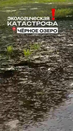 Озеро Чёрное, популярное у сапбордистов, находится в селе Сенное. Сейчас прогулки там прекратили..👇