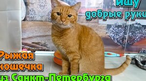 Ищу добрые руки. Рыжая кошечка из Санкт-Петербурга