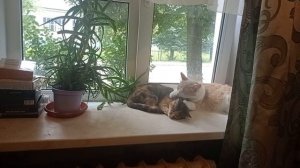 Мои коты