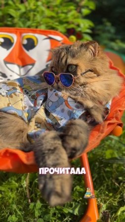 Делитесь, какая у вас погода?☀️😸 #котики #юмор #смешныекоты